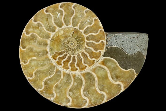 Agatized Ammonite Fossil (Half) - Madagascar #114922
